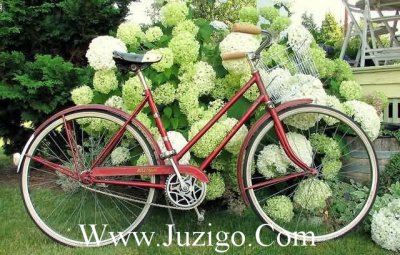 ​有关植物拟人句38句