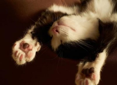 ​和猫有关的网名