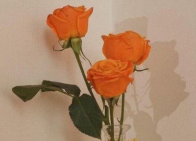 ​九月九重阳节经典句子(精选82句)