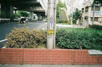 ​青草 红花 游鱼 飞鸟 各写一句话(83句)