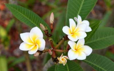 ​花草成长的励志句子