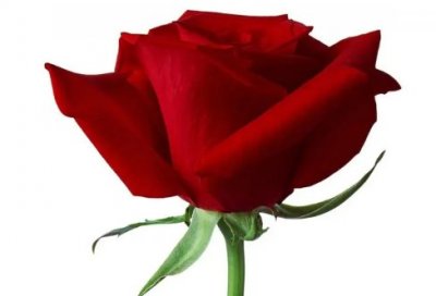 ​四月单身狗语录