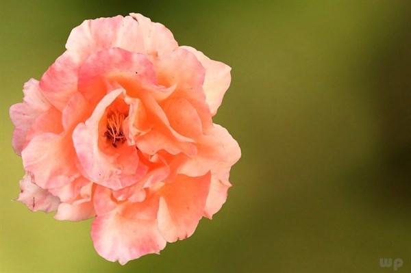 16句超拽霸气的qq个性签名，2022独一无二最火的签名-第3张图片-