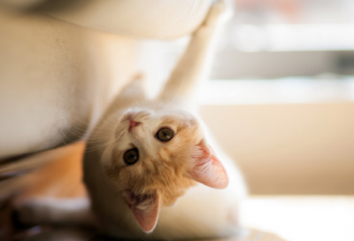 取名字生辰八字起名(精选名字3970个)