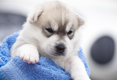 大气的公司名字有魄力2196个