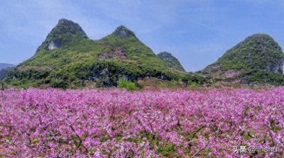 ​游桃花园作文