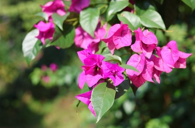 有关美丽的格言 有关美丽的格言