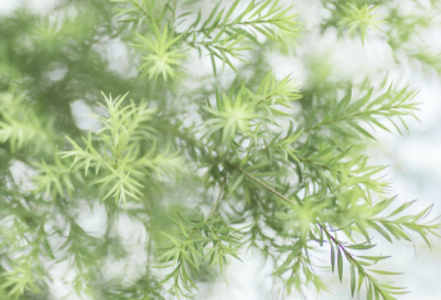 ​六年级毕业生祝福语 六年级毕业生评语(精选40句)