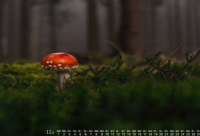 ​祝外甥生日快乐祝福语(精选25句)