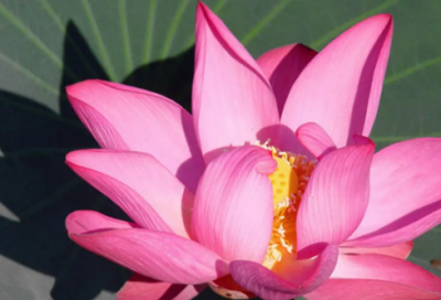 ​油菜花1000字《油菜花又开》