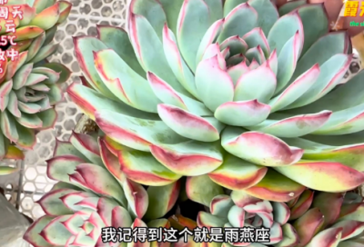 ​脚踏实地作文1000字《脚踏实地，胸怀大局》