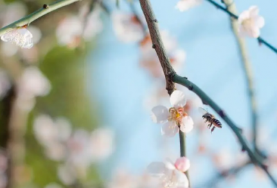 ​教师批改小学生作文评语