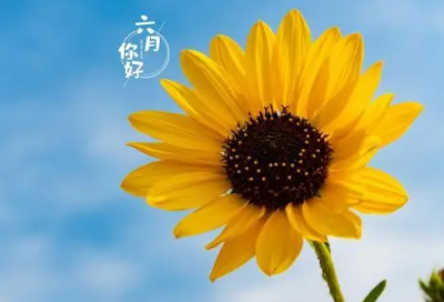 ​分月饼小学生作文