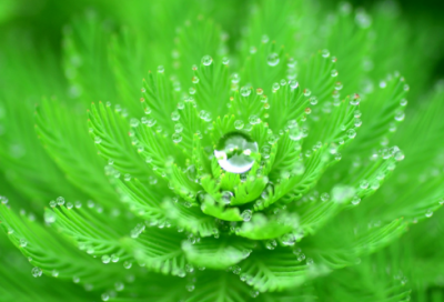 ​有趣的植物小学生作文