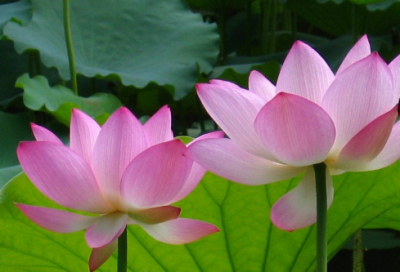 ​事业单位春节祝福语 【事业单位春节祝福语怎么说】